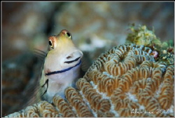 I love Blenny.Nikon D80,105VR,f10.1/100,YS-120*2. by Allen Lee 